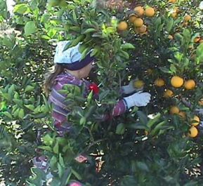 Appelsinplukker p� stige