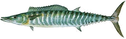 Wahoo
